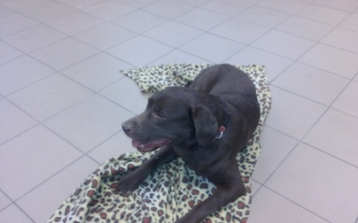 Czarny labrador leżący na kocie w zwierzęcym schronisku.