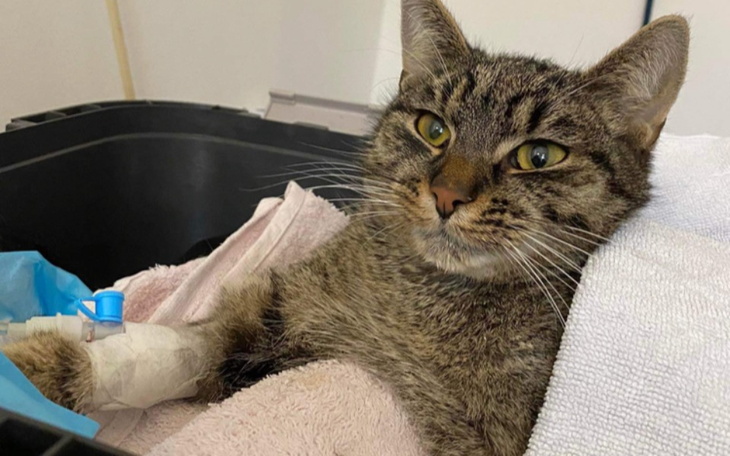 Zbiórka Leczenie Banana - zdjęcie główne