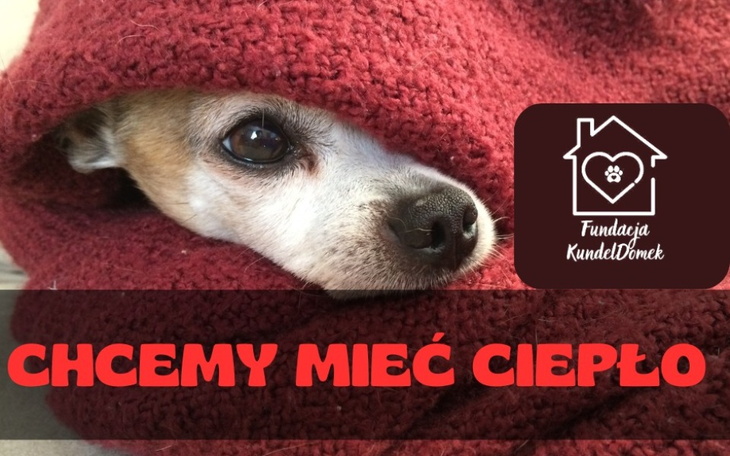 Pies owinięty w ciepły koc, potrzebujący miłości i opieki.