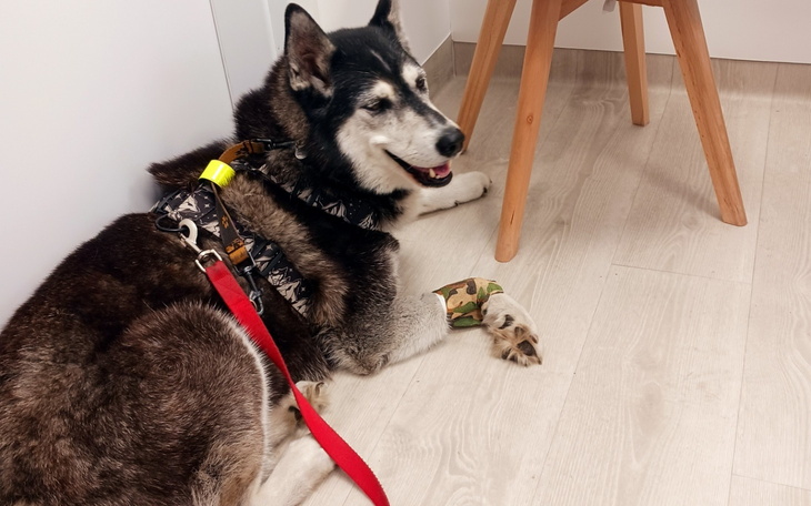 Siberian Husky leży na podłodze z kamuflażową opaską na łapie.