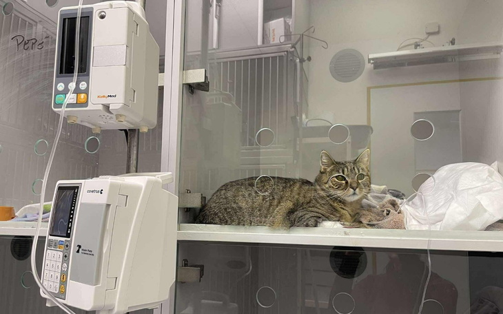 Kot w szpitalu weterynaryjnym, czeka na pomoc.