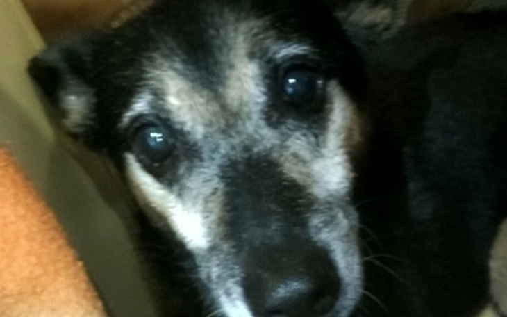 Pies z wyrazem przyjaźni, patrzący w obiektyw.