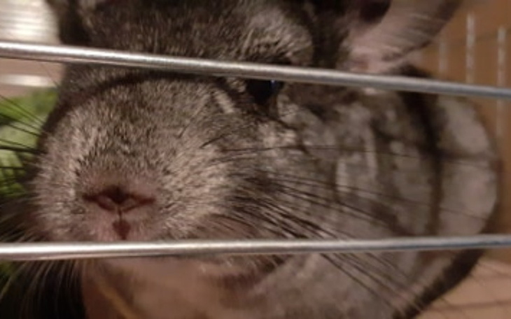 Zbiórka Marzenie o sklepie zoologicznym - zdjęcie główne