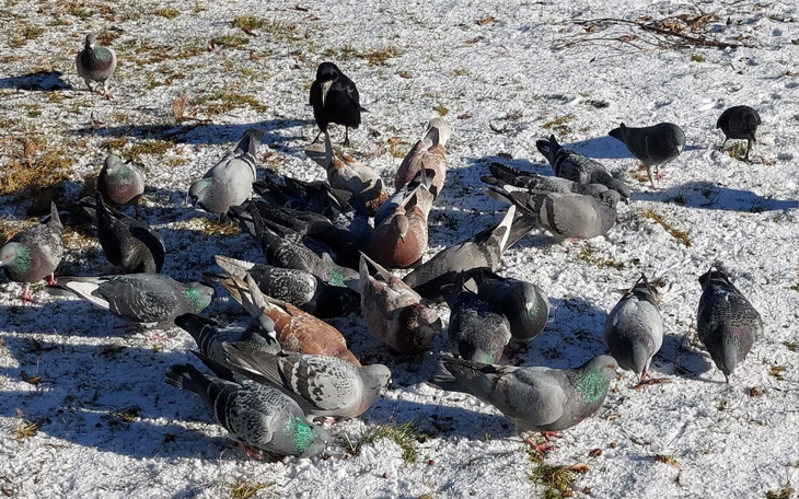 Zbiórka Pomoc i karma dla ptaków. - zdjęcie główne