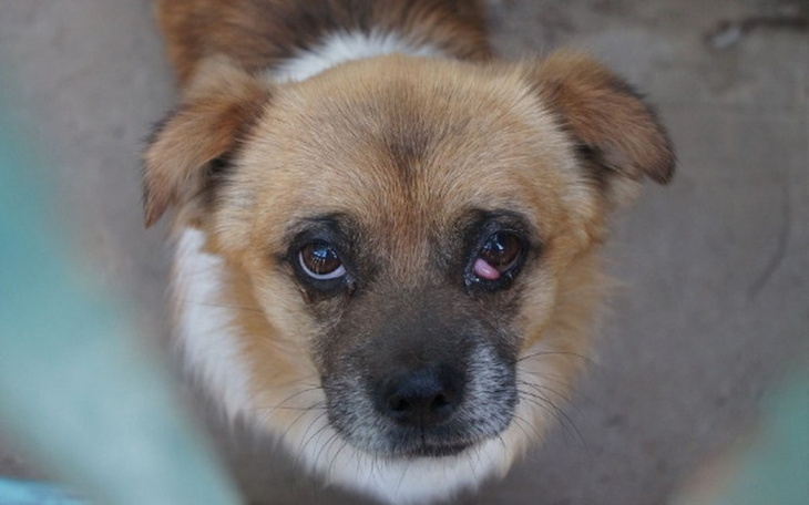 Zbiórka Smuteczek błaga o pomoc - zdjęcie główne