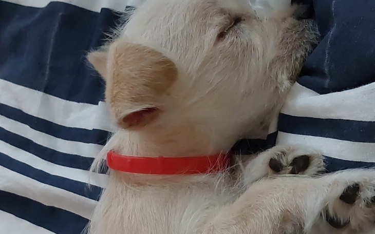 Zbiórka Na operacje Otto - zdjęcie główne