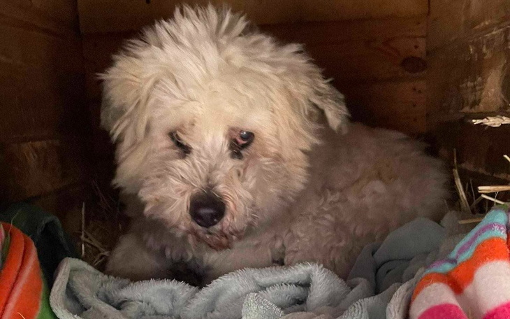 Zbiórka Na Lolka życie bez cierpienia - zdjęcie główne