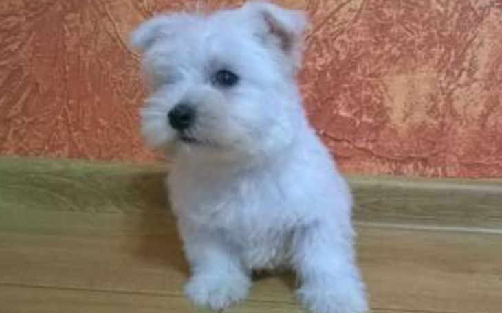 Zbiórka Neo. Pies który jest chory. - zdjęcie główne