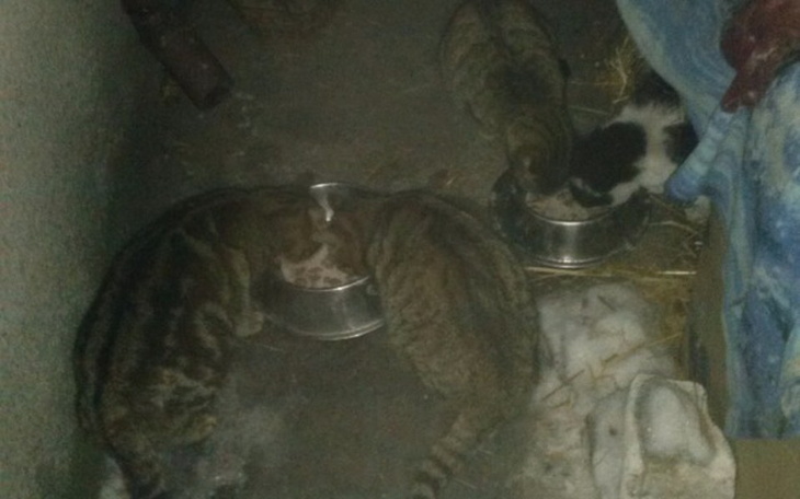 Zbiórka Dla bezdomnych kotow na karme i - zdjęcie główne