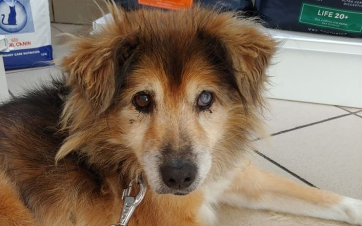 Zbiórka Misio prosi o wsparcie! - zdjęcie główne