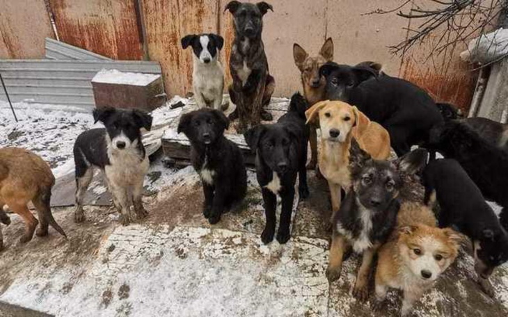 Zbiórka Pomoc dla psów z Ukrainy - zdjęcie główne