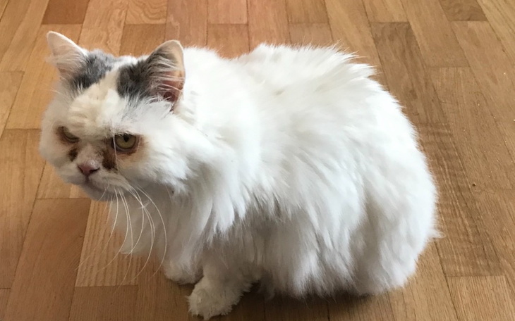 Zbiórka Misza- odwróćmy lata zaniedbań - zdjęcie główne