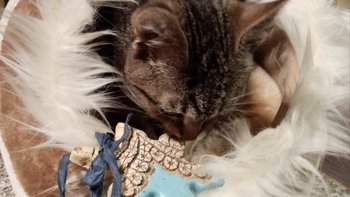 Zbiórka Gwiazdka dla Patrola - miniaturka zdjęcia