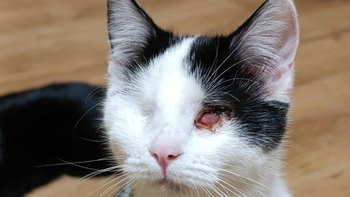 Zbiórka Dla kociaków przybij 5 - miniaturka zdjęcia