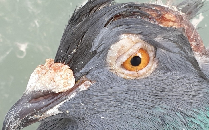 Zbiórka koszty leczenia i szpitala - zdjęcie główne