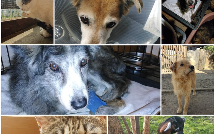 Zbiórka Nasze zwierzęta - zdjęcie główne