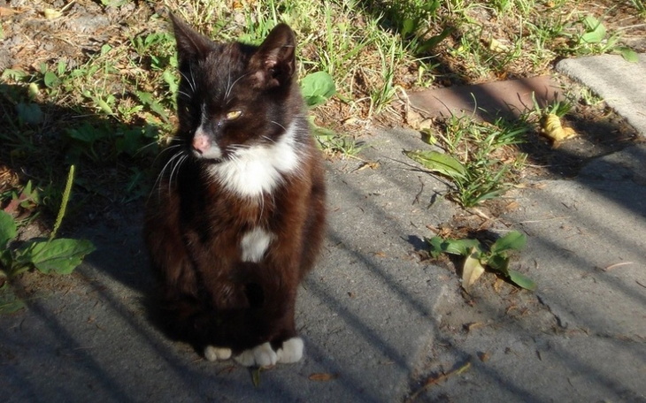Zbiórka Utrzymanie bezdomnych zwierząt - zdjęcie główne