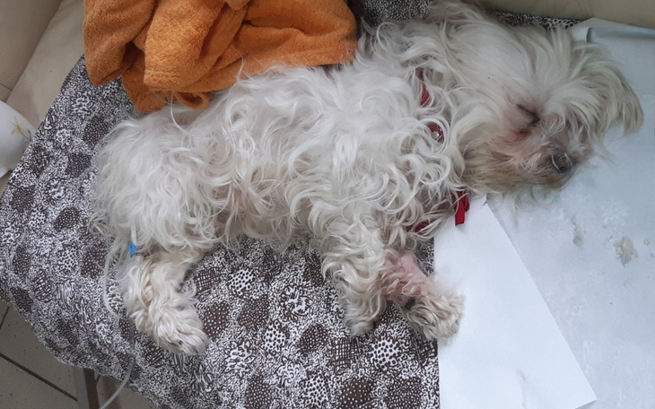 Zbiórka Drugie życie mojego pieska - zdjęcie główne