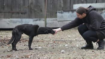 Zbiórka Ratujemy Cygana po raz drugi - miniaturka zdjęcia