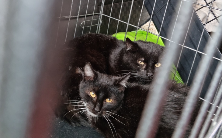 Dwa czarne koty leżą w klatce, wyglądają na zrelaksowane.