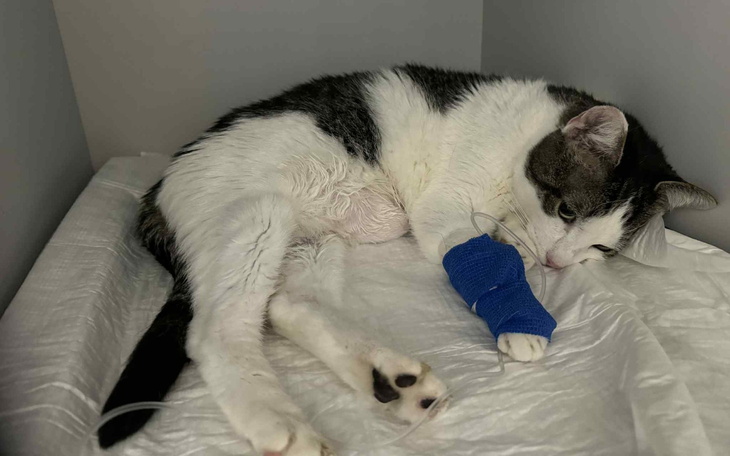 Chory kot z opatrunkiem na łapie, leży na białym materiale.