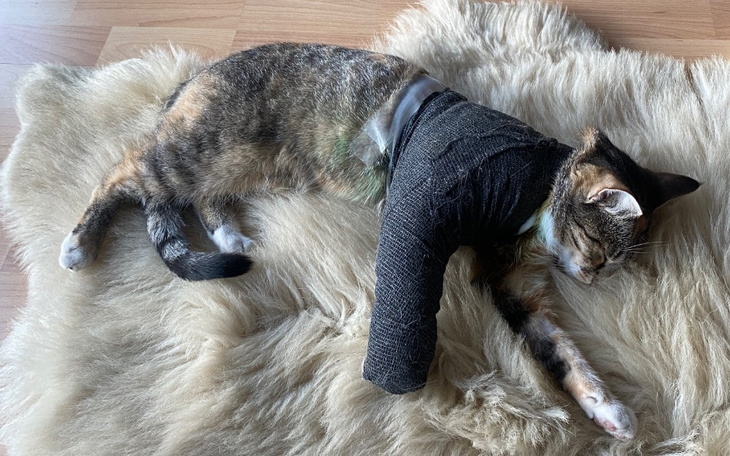 Zbiórka Pomóż kociej biedulce - zdjęcie główne