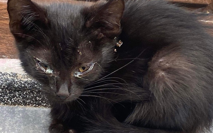 Zbiórka KociSzkieletSOS - zdjęcie główne