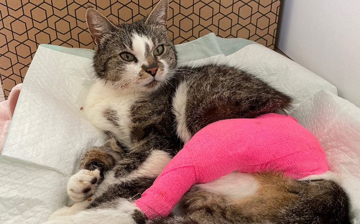 Zbiórka Operacja i rehabilitacja Laryski - zdjęcie główne