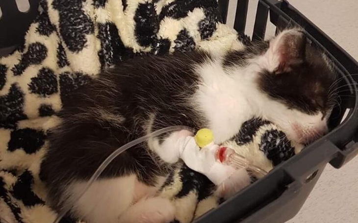 Zbiórka 4 tygodniowe kociaki na leczenie - zdjęcie główne