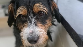 Zbiórka Kastracja Badylka - miniaturka zdjęcia