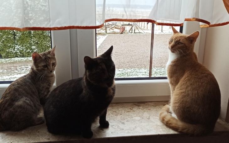 Zbiórka Zbiórka na panleukopenie 3 kotek - zdjęcie główne