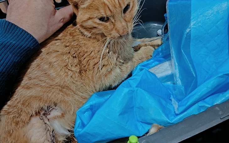 Zbiórka By uratować ich jak najwięcej - zdjęcie główne