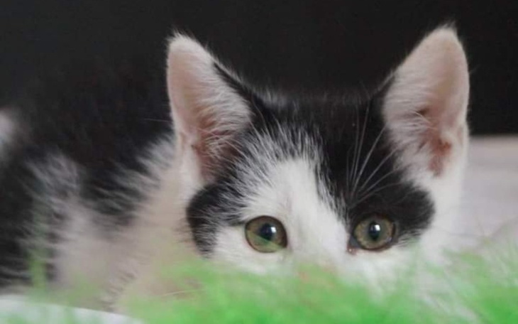 Zbiórka Faktura leczenie kociaków LUTY2 - zdjęcie główne