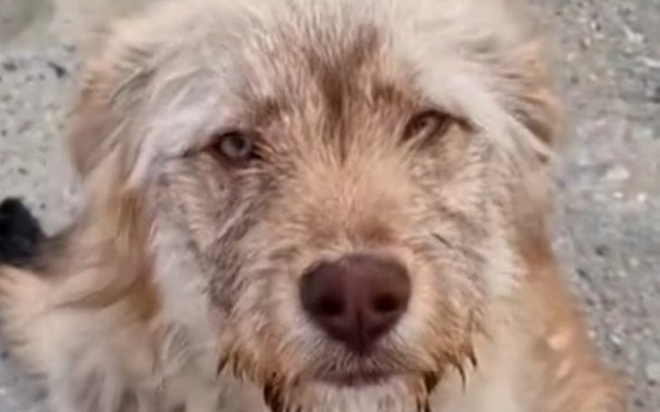 Pies z brudną sierścią patrzy w obiektyw.