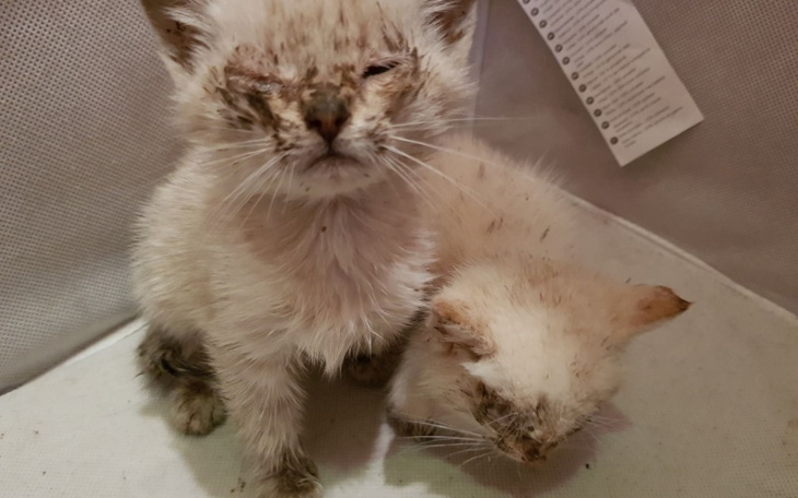 Zbiórka Ratowanie 9 kociąt z lasu - zdjęcie główne