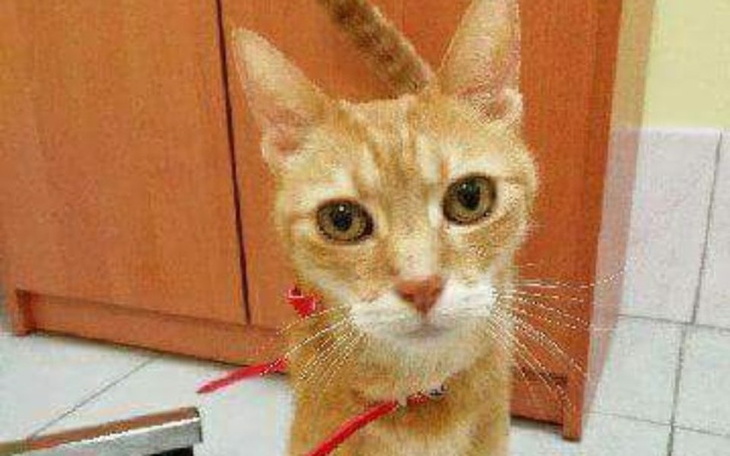 Zbiórka Lepsze życie dla Rudasa - zdjęcie główne