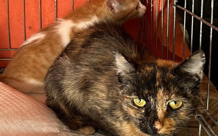 Zbiórka Wyrzucona kocia rodzinka - zdjęcie główne