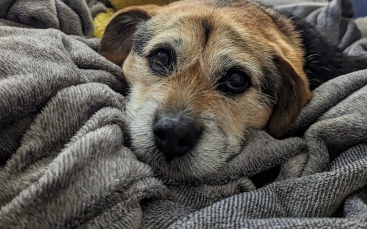 Zbiórka Lunek pilnie potrzebuje pomocy - zdjęcie główne