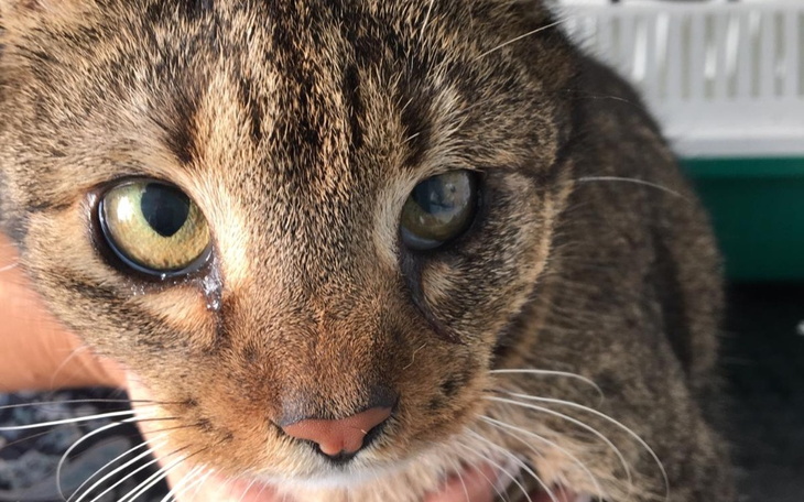 Zbiórka Rysia rozszczepek - zdjęcie główne