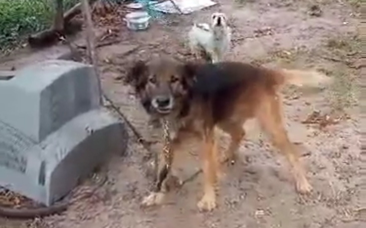 Zbiórka Nie chcę żyć na łancuchu - zdjęcie główne