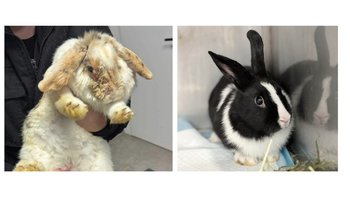 Zbiórka Znane,nieznane gliwickie króliki - miniaturka zdjęcia