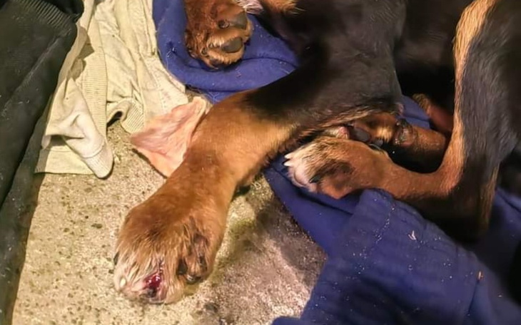 Zbiórka Na ratowanie łapki bezdomniaka - zdjęcie główne