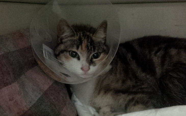 Zbiórka 7 dni do zdrowia dla Kurki! - zdjęcie główne