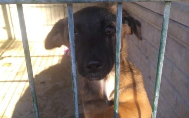 Zbiórka Ciepła miska dla schroniska - zdjęcie główne