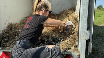 Zbiórka Na ratunek dzikim zwierzętom! - miniaturka zdjęcia