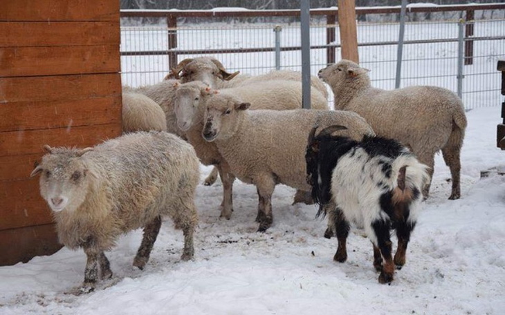 Zbiórka Nasze marzenie -pyszne jedzenie. - zdjęcie główne