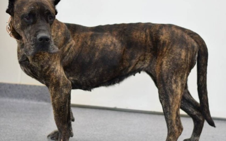 Zbiórka Leczenia psa - zdjęcie główne