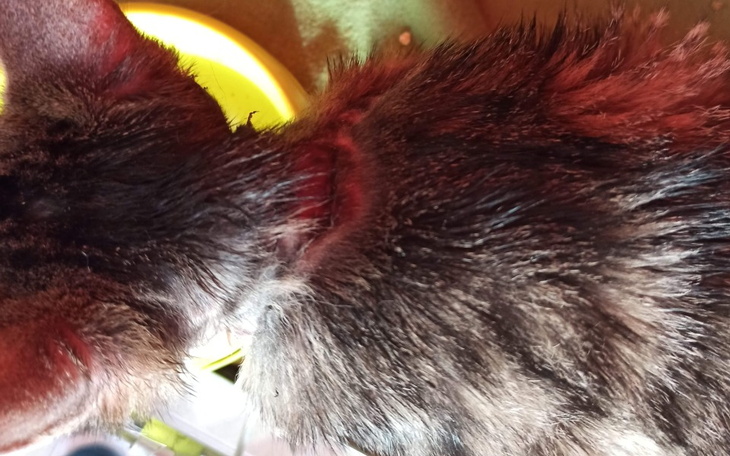 Zbiórka Złamany ogonek i Kaliciwiroza - zdjęcie główne