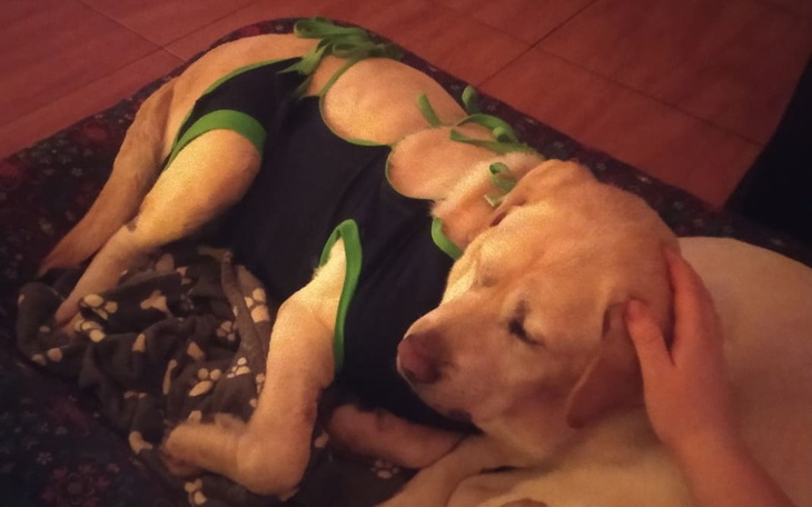 Zbiórka Pola-czy pies może być śmieciem - zdjęcie główne