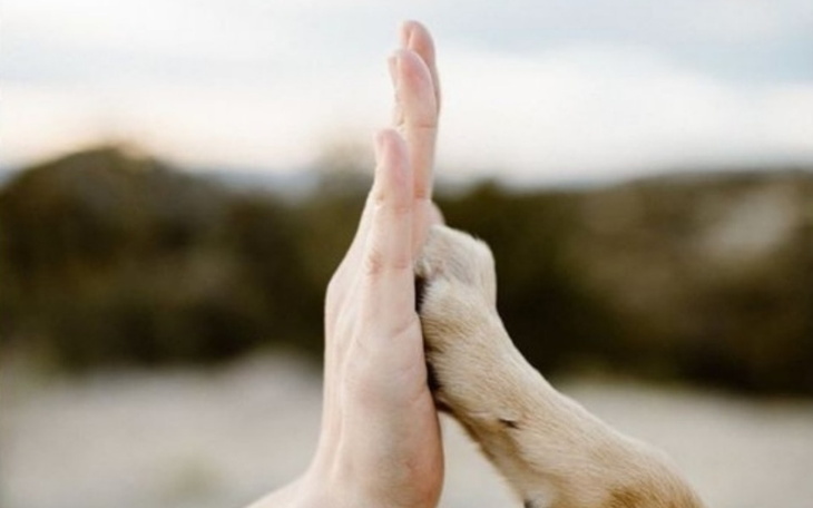 Zbiórka Paczka dla Schroniska w Orońsku - zdjęcie główne